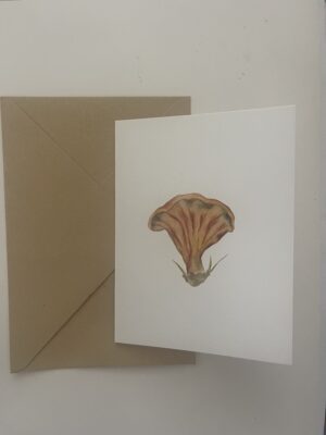 Craterellus tubaeformis