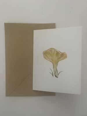 Cantharellus cibarius